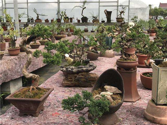 江苏盆景协会联盟成员单位~沭阳县盆景协会