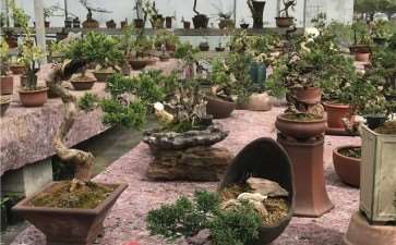 江苏盆景协会联盟成员单位~沭阳县盆景协会