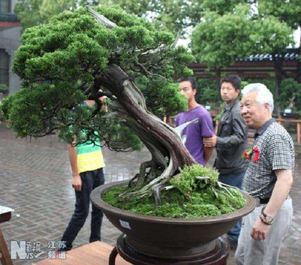 2017广东省盆景协会成立30周年