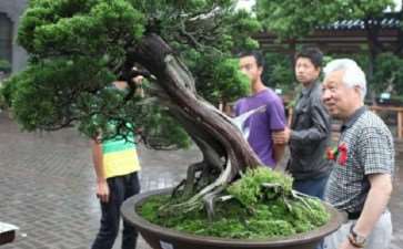 2017年4月 广东省盆景协会成立30周年