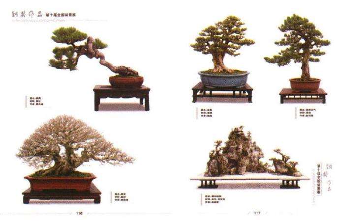 沭阳举办第十届全国盆景展