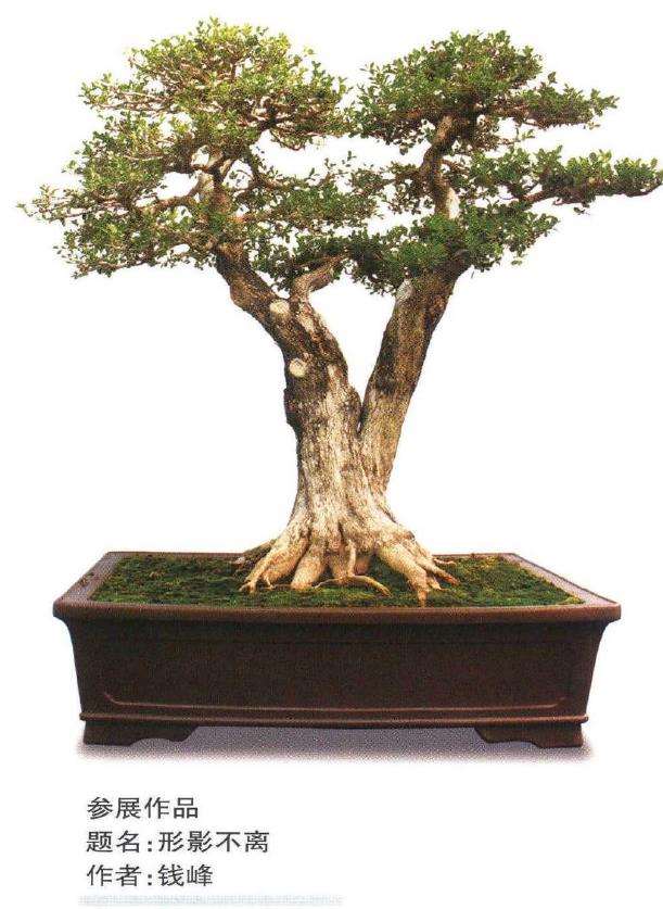 第十届全国盆景展作品