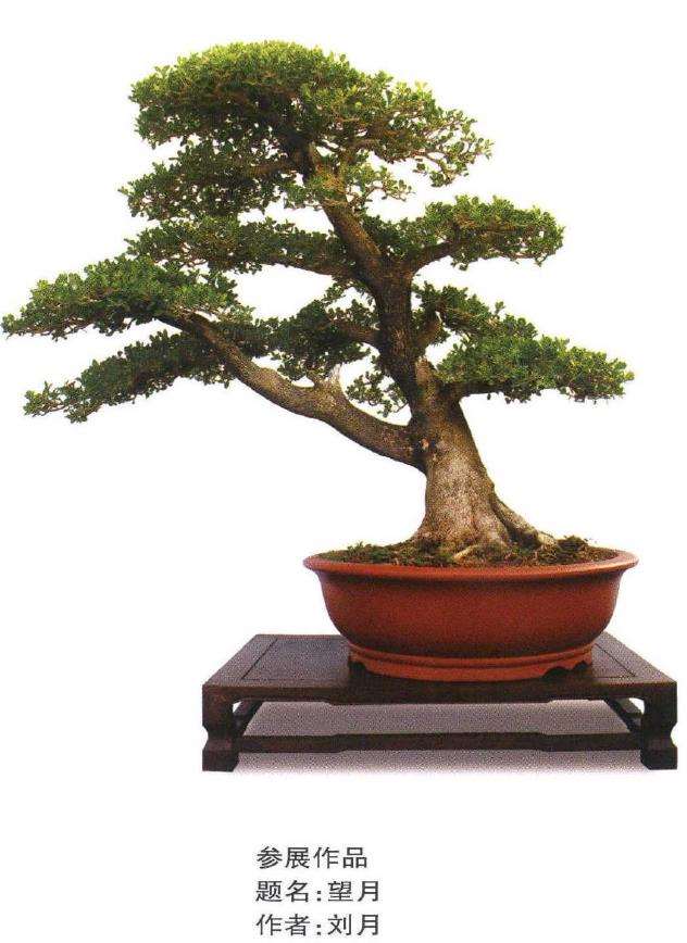 第十届全国盆景展作品