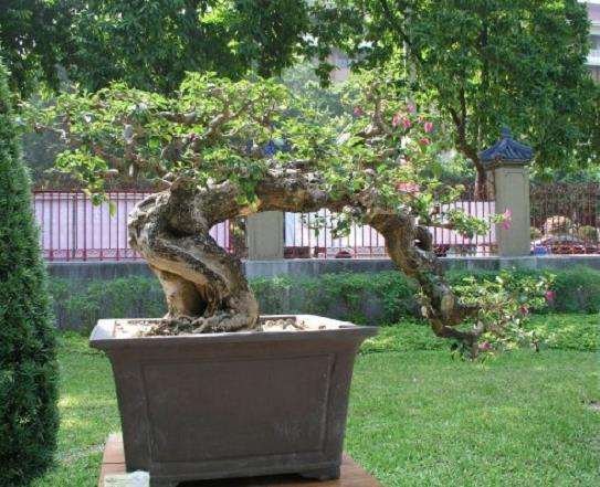 广州盆景系列交流研讨活动