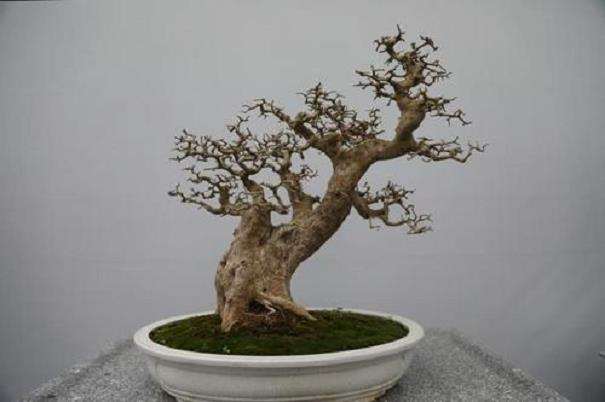 广州盆景系列交流研讨活动