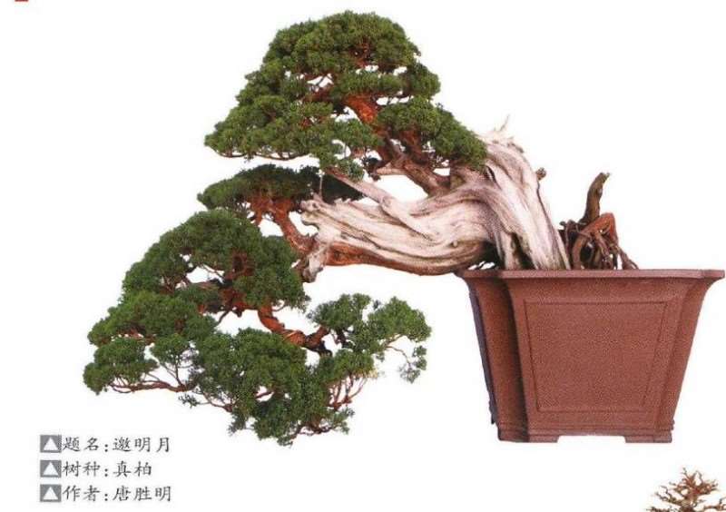 王恒亮盆景艺术公益大讲堂成功举办