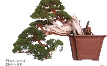 明光市 王恒亮盆景艺术公益大讲堂成功举办