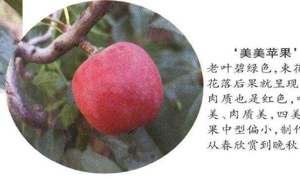 几种适宜制作观果盆景的新品海棠