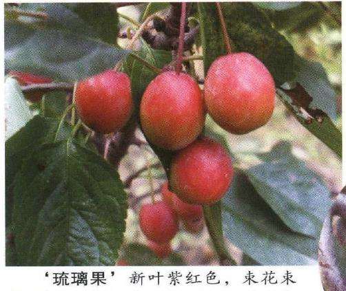 几种适宜制作观果盆景的新品海棠