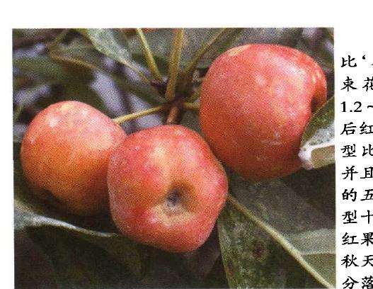 几种适宜制作观果盆景的新品海棠 图片