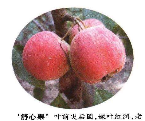 几种适宜制作观果盆景的新品海棠 图片