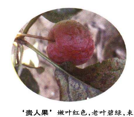 几种适宜制作观果盆景的新品海棠 图片