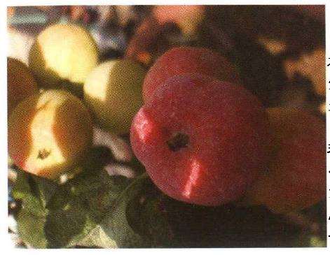 几种适宜制作观果盆景的新品海棠 图片