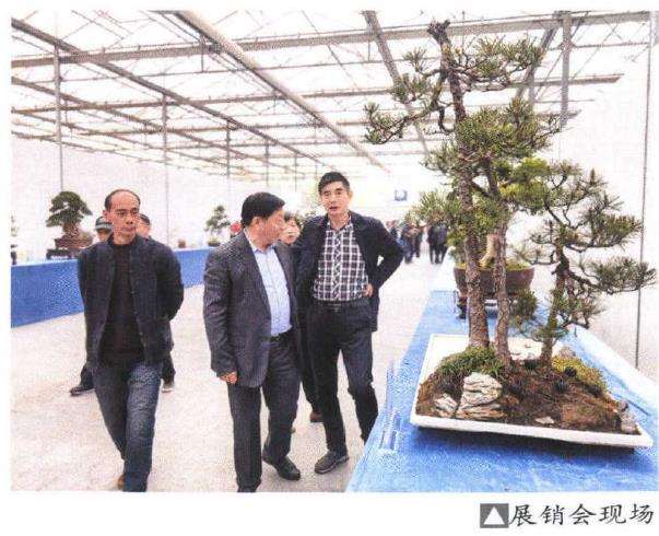 江都举办第六届盆景展销会