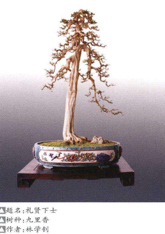 山东琅琊园第二届全国中青年盆景展