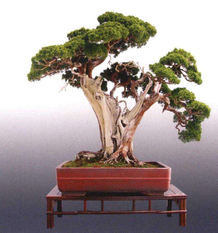 山东琅琊园第二届全国中青年盆景展