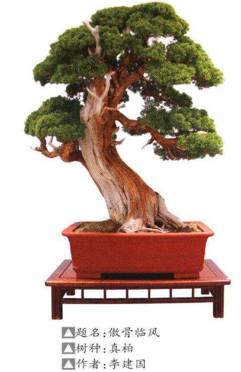 山东琅琊园第二届全国中青年盆景展