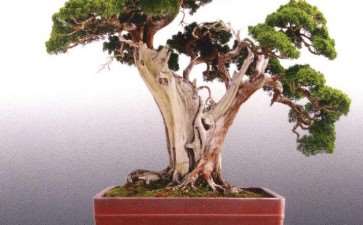 2021 山东琅琊园第二届全国中青年盆景展