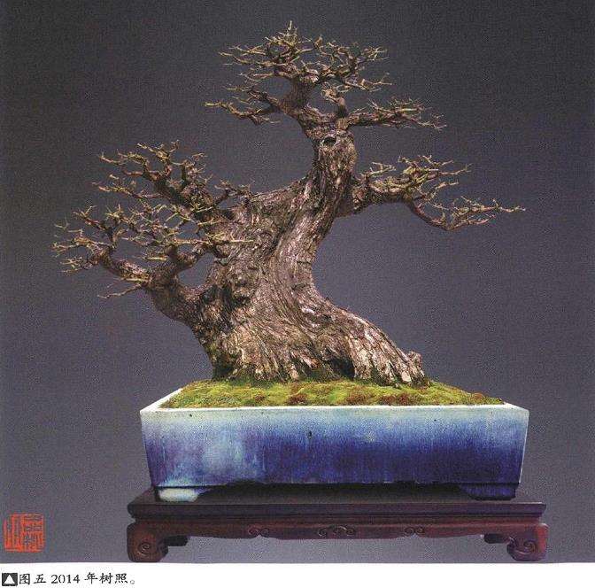 图解 韩学年怎么制作杂木盆景 第16期