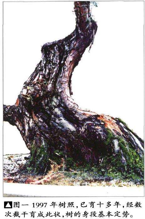 图解 韩学年怎么制作杂木盆景 第16期