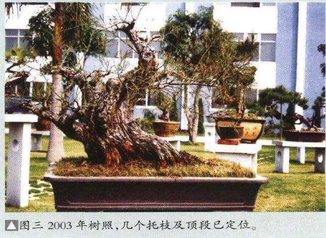 图解 韩学年怎么制作杂木盆景 第16期