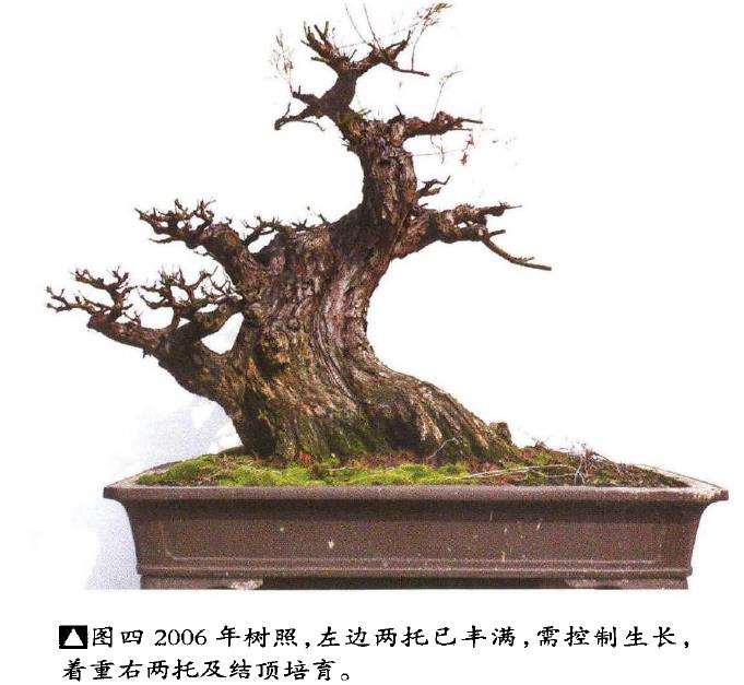 图解 韩学年怎么制作杂木盆景 第16期