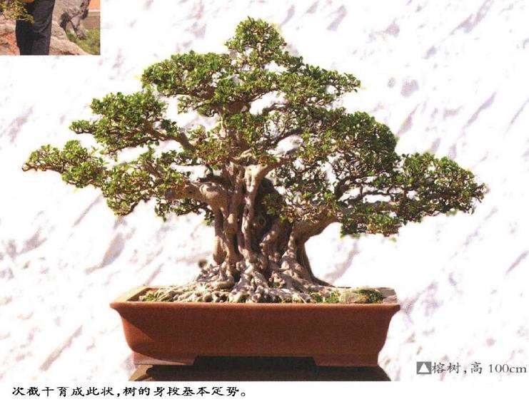 闽南盆景后继有人