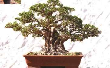 闽南盆景后继有人 第36期 图片