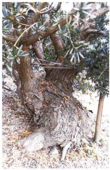 图解 罗汉松盆景怎么快速长粗的3个方法