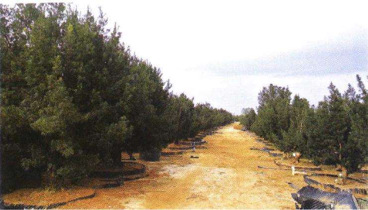 图解 罗汉松盆景怎么快速长粗的3个方法