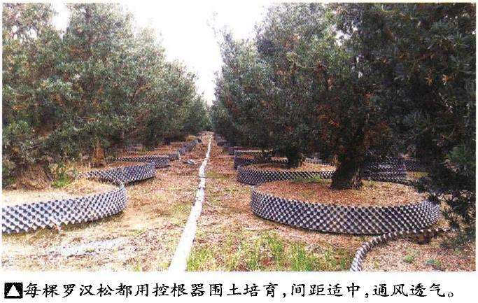 图解 罗汉松盆景怎么快速长粗的3个方法