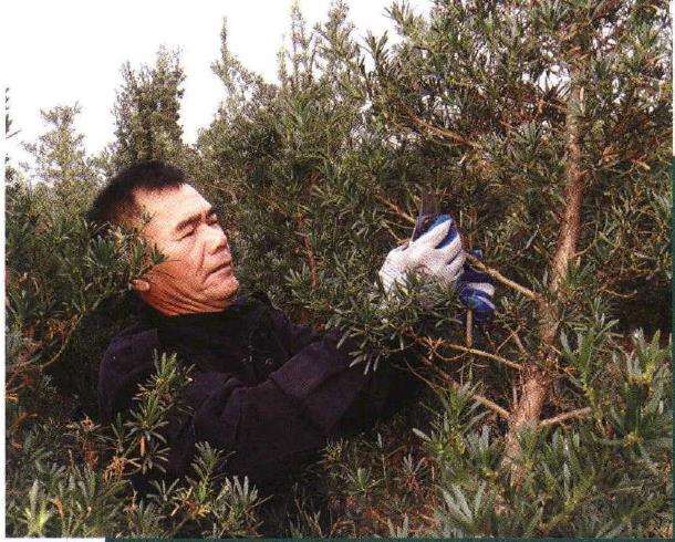 图解 罗汉松盆景怎么快速长粗的3个方法