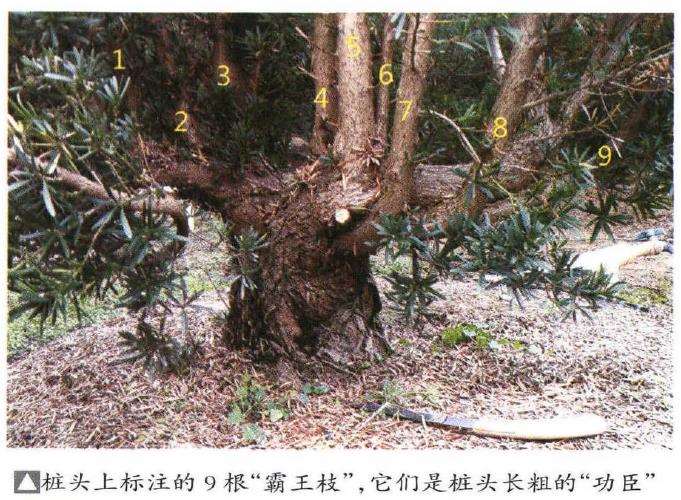 图解 罗汉松盆景怎么快速长粗的3个方法