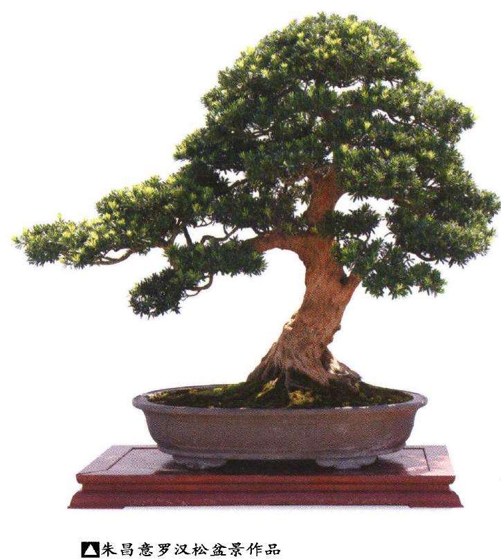 图解 罗汉松盆景怎么快速长粗的3个方法