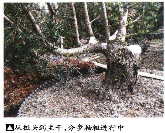 图解 罗汉松盆景怎么快速长粗的3个方法