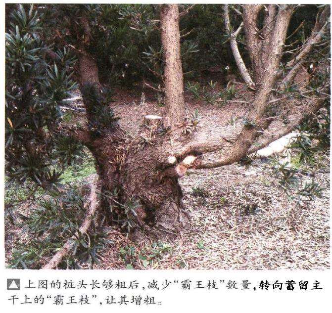 图解 罗汉松盆景怎么快速长粗的3个方法