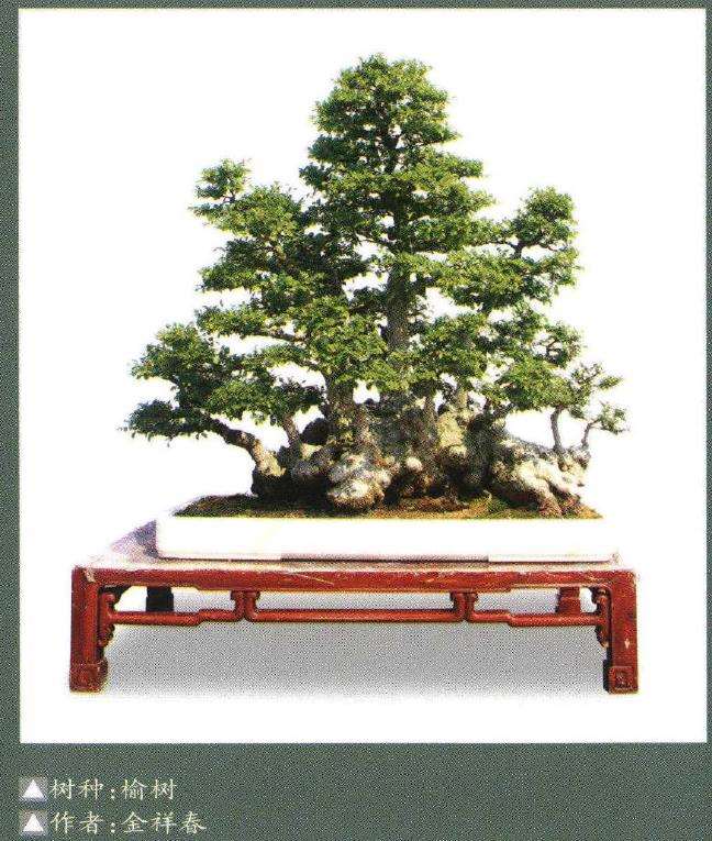 象山县协会开创举办三镇巡回盆景展