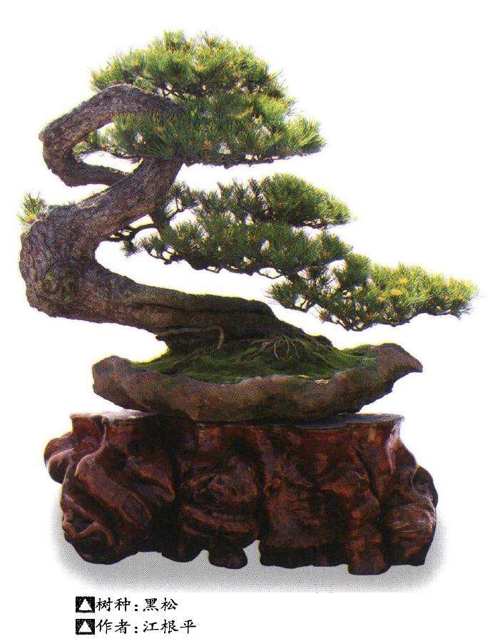 象山县协会开创举办三镇巡回盆景展