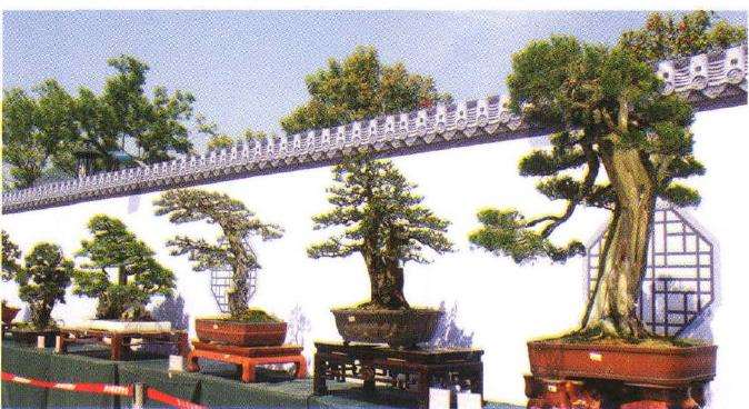 象山县协会开创举办三镇巡回盆景展