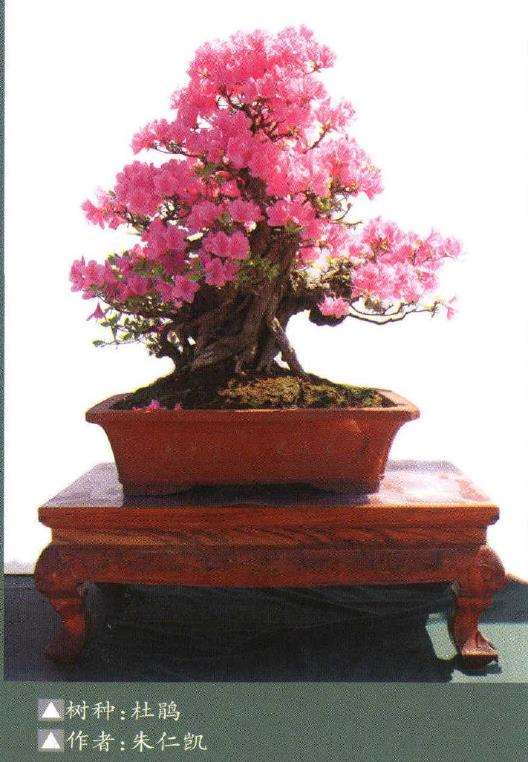 象山县协会开创举办三镇巡回盆景展