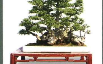 2021 象山县协会开创举办三镇巡回盆景展