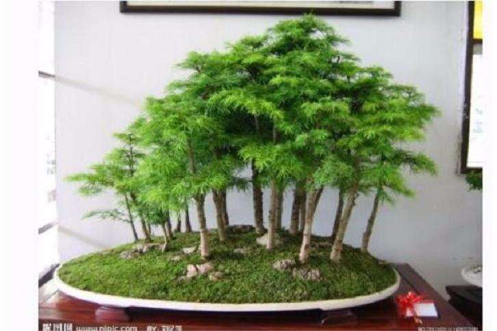 汕尾盆景协会举办潮汕地区盆景艺术博览会