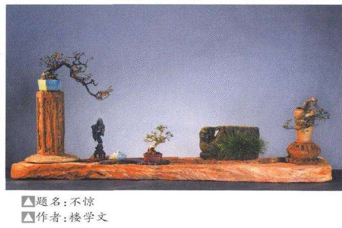 小品盆景怎么陈设的5个形式探讨