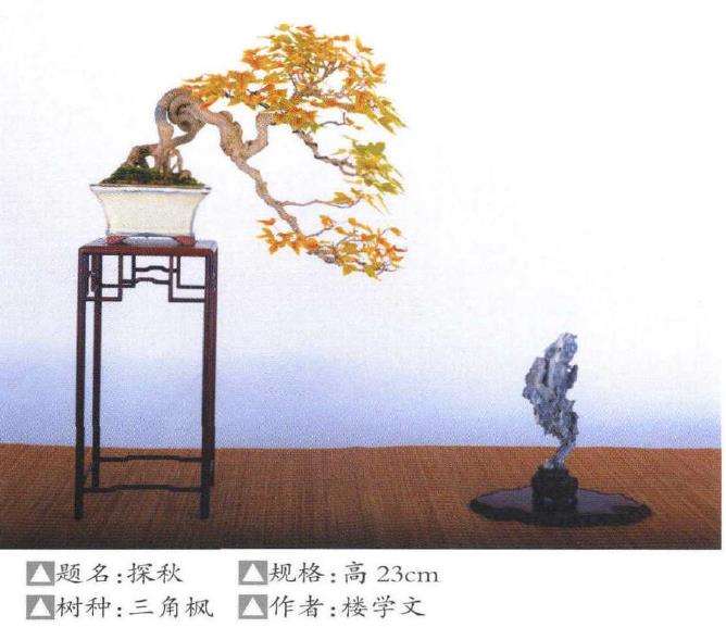 小品盆景怎么陈设的5个形式探讨