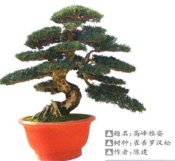 如皋举办青年盆景研讨暨会员作品展