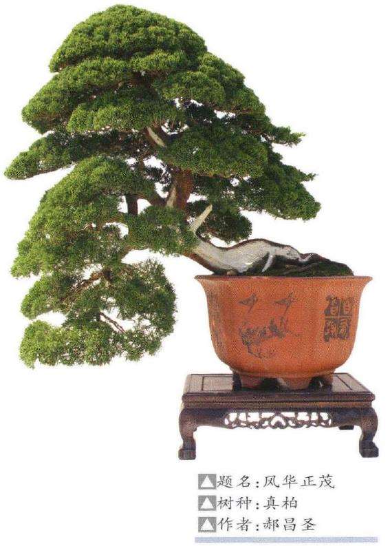 如皋举办青年盆景研讨暨会员作品展