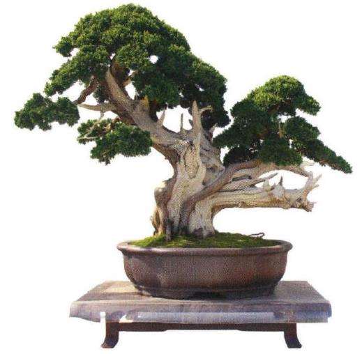 如皋举办青年盆景研讨暨会员作品展