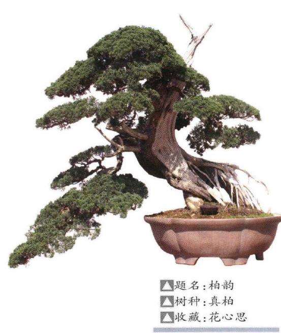 如皋举办青年盆景研讨暨会员作品展