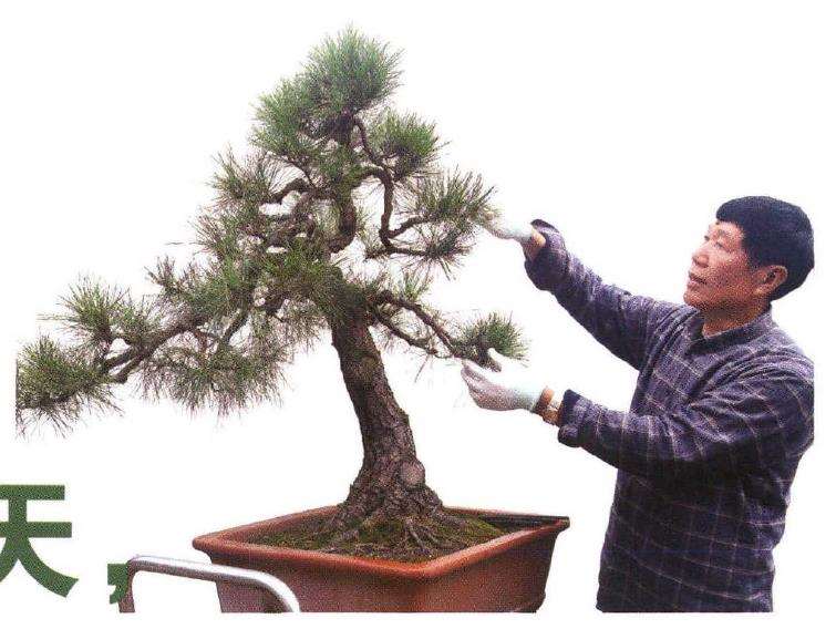 松树盆景怎么摘芽的方法