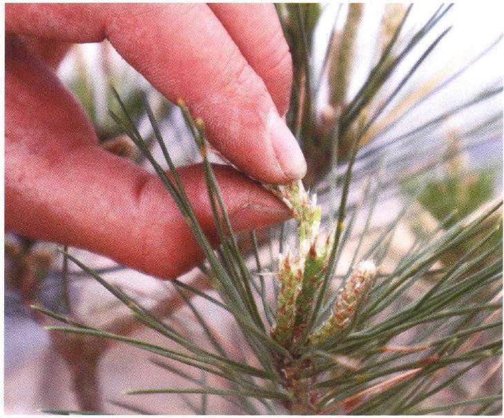 松树盆景怎么摘芽的方法